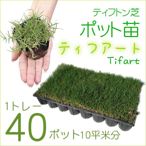 芝生 ポット苗 ティフトン系ティフアート  ４０ポット：10平米分  刈り込みが少ないティフアートで...