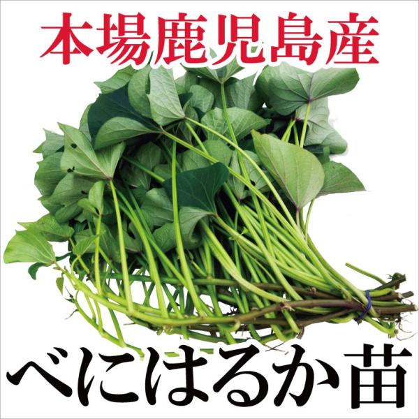 サツマイモ 苗 紅はるか 1束10本 鹿児島産