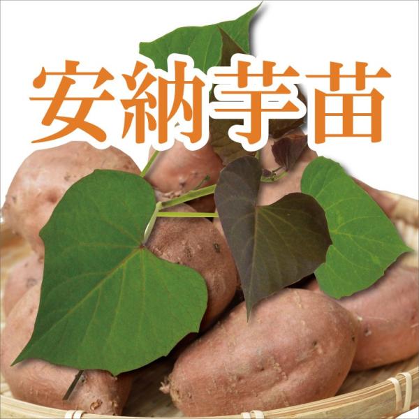 さつまいも　苗【安納芋】　１度食べたら忘れられない甘さとネットリ感