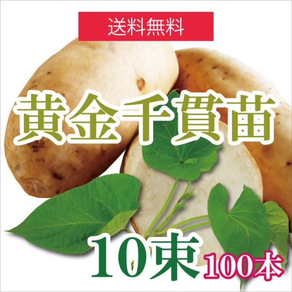 サツマイモ　苗　【コガネセンガン】　10束100本　天ぷら、大学いもに最適のさつまいもの苗