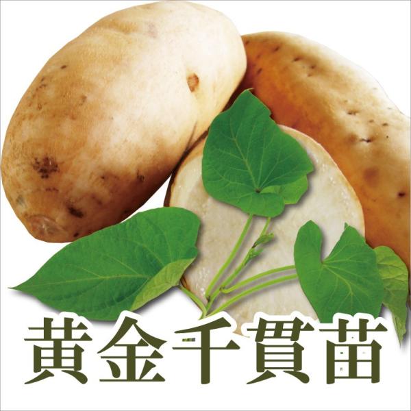 サツマイモ　苗　【コガネセンガン】　1束10本　天ぷら、大学いもに最適のさつまいもの苗