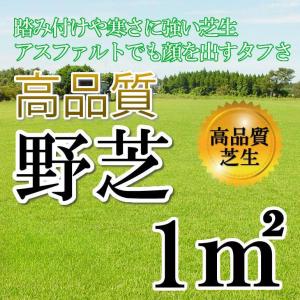 【クール便】芝生 野芝 1平米 鹿児島産｜oosumi