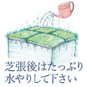 【普通便】芝生 姫高麗芝 2平米 鹿児島産の詳細画像1