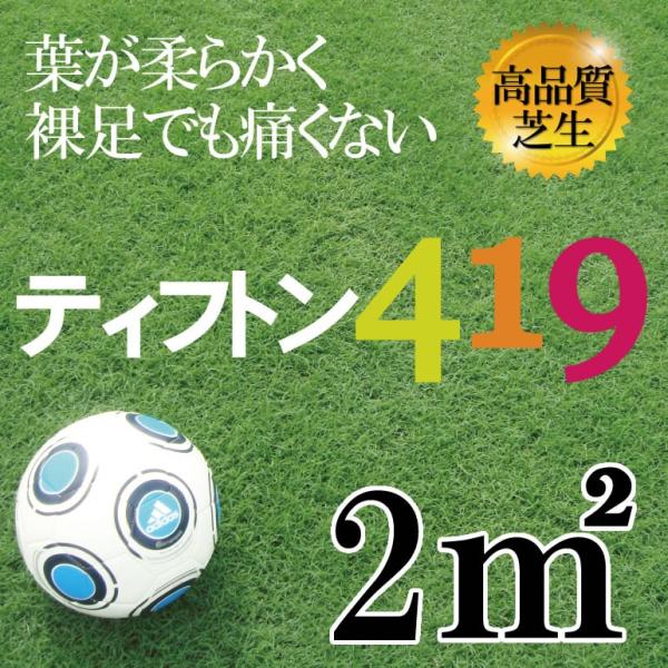 芝生 ティフトン419 1平米 校庭緑化やサッカー場 ポット苗での栽培も話題 ダメージからの回復が早...