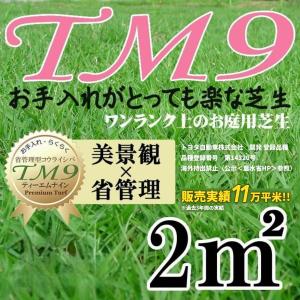 芝生 TM9 2平米 鹿児島産
