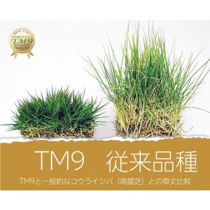 【クール便】芝生 TM9 2平米 鹿児島産の詳細画像5