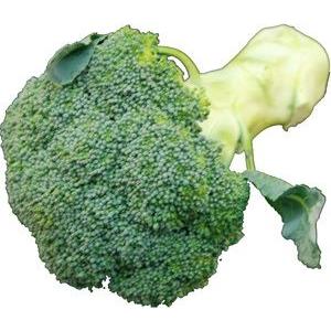 国産　ブロッコリー　凝縮された森。（和名・緑化野菜）　　1株　