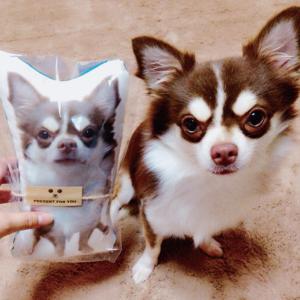 犬 猫 ペット メモリアル クッション グッズ...の詳細画像5