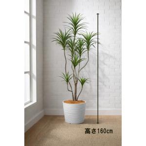 東京地区送料無料 ドラセナ コンシンネ風 フェイクグリーン H1600 / 1.6m インテリアグリーン 人工観葉植物