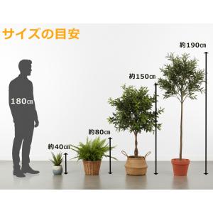 東京地区送料無料 ドラセナ コンシンネ風 フェ...の詳細画像5