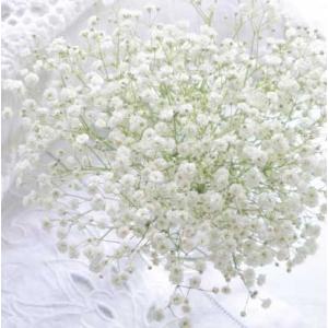 かすみ草 各種花束との組み合わせがオススメ もちろん単独花束でも