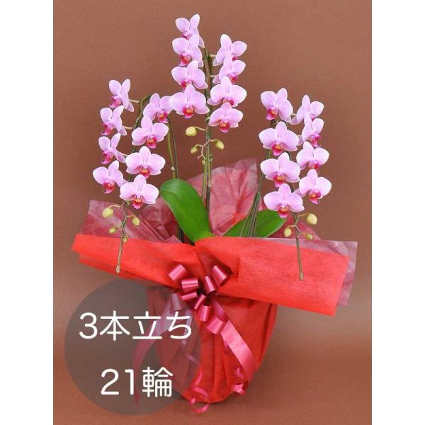 ミディ胡蝶蘭3本立ち（21輪以上） ピンク 自社配達 東京23区限定販売