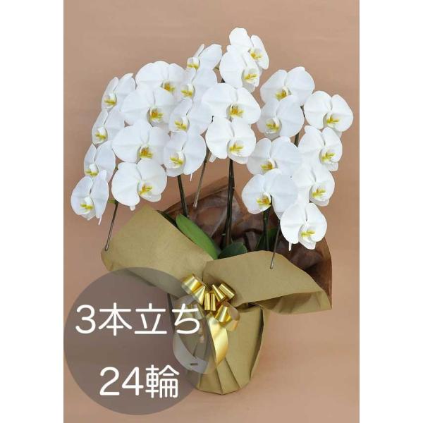 大輪胡蝶蘭3本立ち（24輪以上） ホワイト 自社配達 東京23区限定販売
