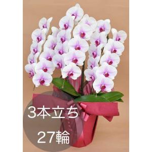 大輪胡蝶蘭3本立ち（27輪以上）白赤リップ 自社配達 東京23区限定販売