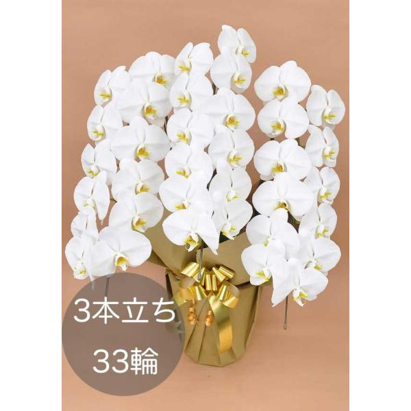 大輪胡蝶蘭3本立ち（33輪以上） ホワイト 自社配達 東京23区限定販売