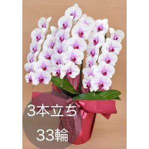 大輪胡蝶蘭3本立ち（33輪以上）白赤リップ 自社配達 東京23区限定販売