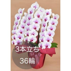 大輪胡蝶蘭3本立ち（36輪以上） 白赤リップ 自社配達 東京23区限定販売