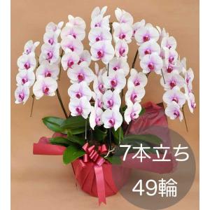 大輪胡蝶蘭7本立ち（49輪以上） 白赤リップ 自社配達 東京23区限定販売
