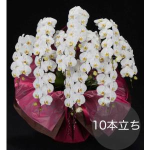 大輪胡蝶蘭10本立ち ホワイト 自社配達 東京23区限定販売