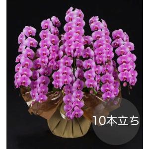 大輪胡蝶蘭10本立ち ピンク 自社配達 東京23区限定販売