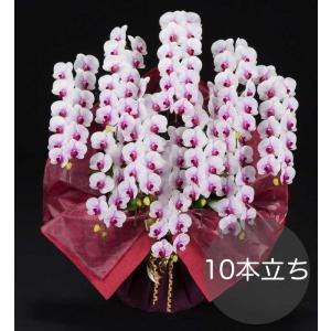 大輪胡蝶蘭10本立ち 白赤リップ 自社配達 東京23区限定販売