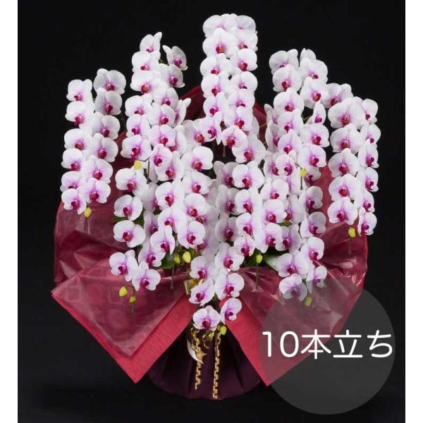大輪胡蝶蘭10本立ち 白赤リップ 自社配達 東京23区限定販売