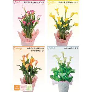 【母の日 対応商品】 カラーリリィ 5号鉢植え（ピンク オレンジ イエロー ホワイト 選べる4色） (毎年咲きます) オランダ屋｜orandaya4