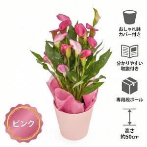 【母の日 対応商品】カラーリリィ 鉢植え 選べ...の詳細画像1