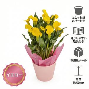 【母の日 対応商品】カラーリリィ 鉢植え 選べ...の詳細画像2
