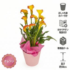 【母の日 対応商品】カラーリリィ 鉢植え 選べ...の詳細画像3