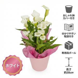 【母の日 対応商品】カラーリリィ 鉢植え 選べ...の詳細画像4