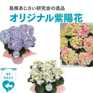 【母の日 対応商品】島根あじさい研究会 オリジナル品種あじさい 万華鏡ブルー 茜雲ピンク 月うさぎ 5号鉢 (毎年咲きます)  オランダ屋｜orandaya4