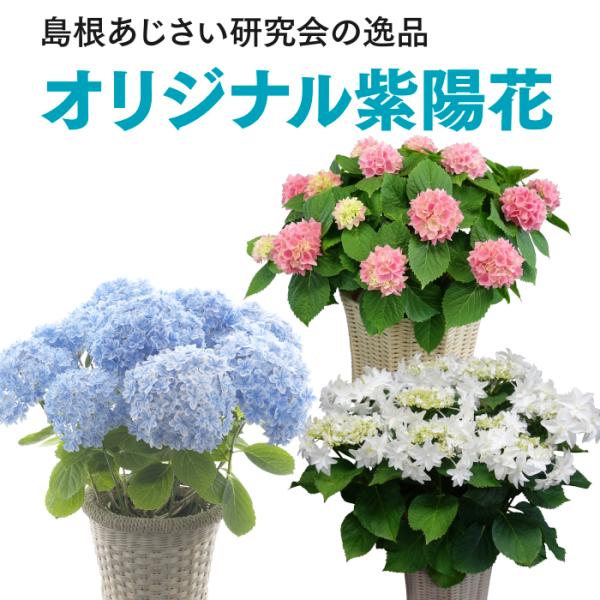 【母の日 対応商品】島根あじさい研究会 オリジナル品種あじさい 万華鏡ブルー 茜雲ピンク 月うさぎ ...