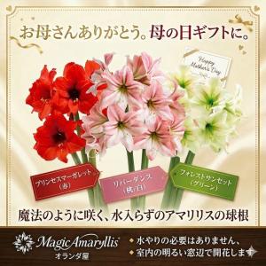 遅れてごめんね 【母の日 対応商品】 魔法のように咲く マジックアマリリス 球根 選べる3種 水やり不要 室内 花 プレゼント