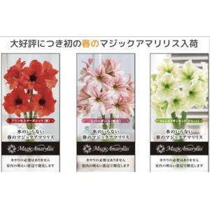 魔法のように咲く マジックアマリリス 球根 選...の詳細画像2