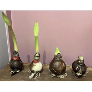 魔法のように咲く マジックアマリリス 球根 選...の詳細画像3