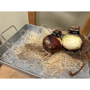 魔法のように咲く マジックアマリリス 球根 選...の詳細画像5