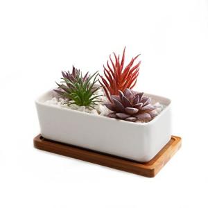 T4U 16.5CM 陶器鉢 植木鉢 多肉植物鉢 サボテン鉢 竹トレイ付き 底穴付き 白 長方形