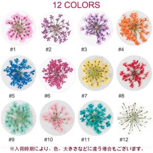 ドライフラワー 押し花 フラワー 12カラー ...の詳細画像2