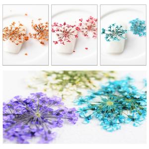 ドライフラワー 押し花 フラワー 12カラー ...の詳細画像5