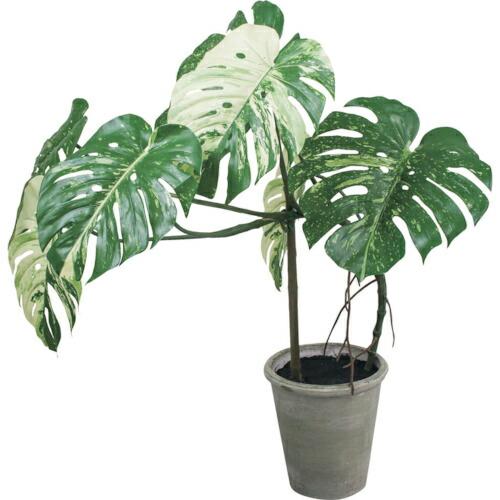 グリーンクロス モンステラポット 全長110cm  ( 6300029206 ) (株)グリーンクロ...