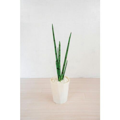 グリーンクロス 人工樹木/人工観葉植物 サンセベリア  ( 6300028785 )