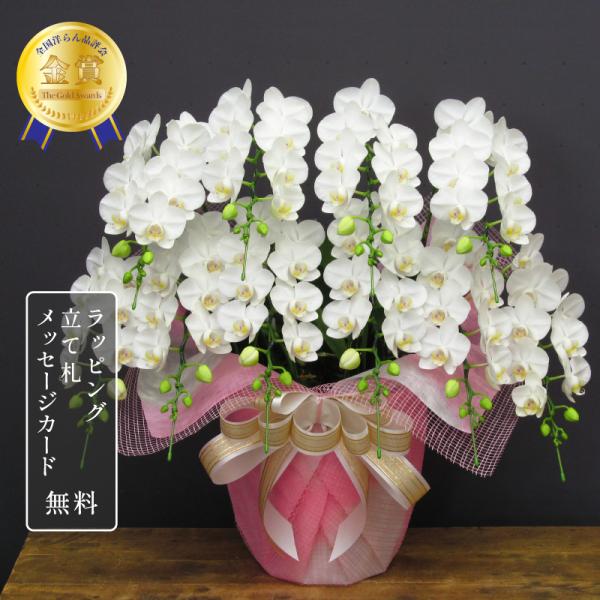 胡蝶蘭 スーパーアマビリスデラックス10本立ち 花 ギフト 開店祝い 開院祝い 鉢植え お祝い 母の...