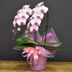 胡蝶蘭 彩2本立ち 蘭 ミディ 鉢植え ピンク...の詳細画像2