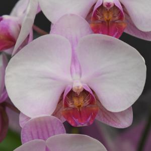胡蝶蘭 彩2本立ち 蘭 ミディ 鉢植え ピンク...の詳細画像3