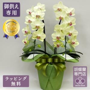 ミニ胡蝶蘭 2本立ち おまかせ ギフト プレゼント お祝い 誕生日 母の日