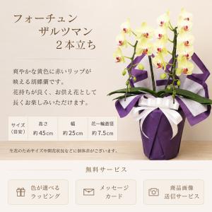 胡蝶蘭 フォーチュンザルツマン2本立ち お供え...の詳細画像1