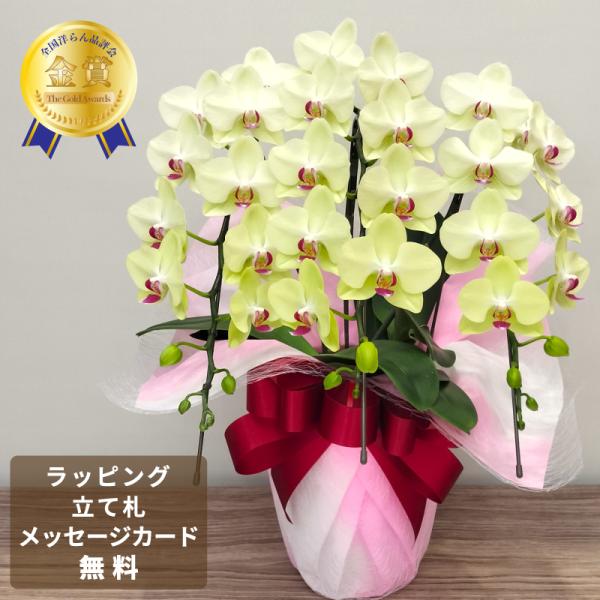 胡蝶蘭 蘭 ミディ フォーチュンザルツマン3本立ち【全国洋らん品評会金賞受賞胡蝶蘭】母の日 花 ギフ...