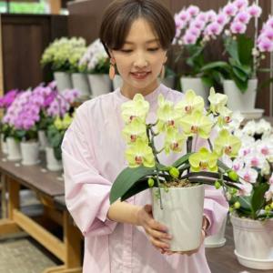 胡蝶蘭 蘭 ミディ フォーチュンザルツマン2本...の詳細画像4