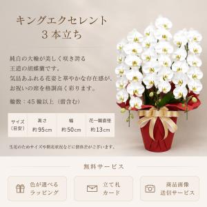 胡蝶蘭 大輪 45輪以上 キングエクセレント ...の詳細画像1